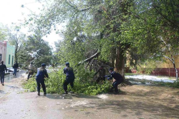 В Нурабадском районе из-за погодных условий повалены деревья