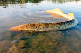 Загадочное кровососущее существо выплыло на берег озера и напугало рыбака