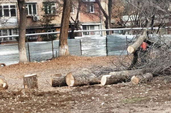 В Узбекистане планируют продлить мораторий на вырубку деревьев